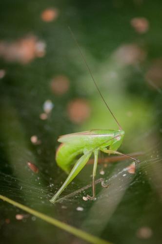 Réf. 282 485 : Ruspolia nitidula